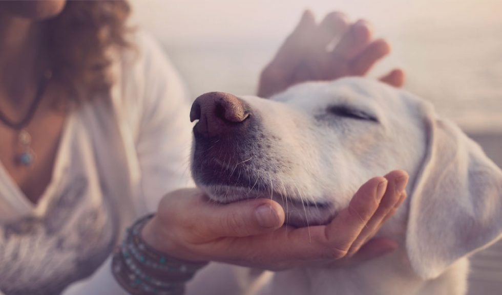 Heartsong Animal Healing Happier, Healthier Pets and Humans